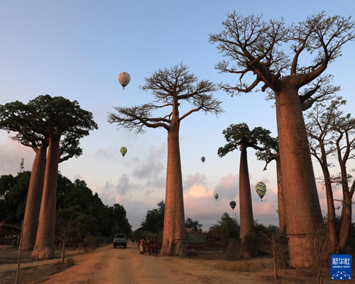     馬達加斯加：猴面包樹與熱氣球